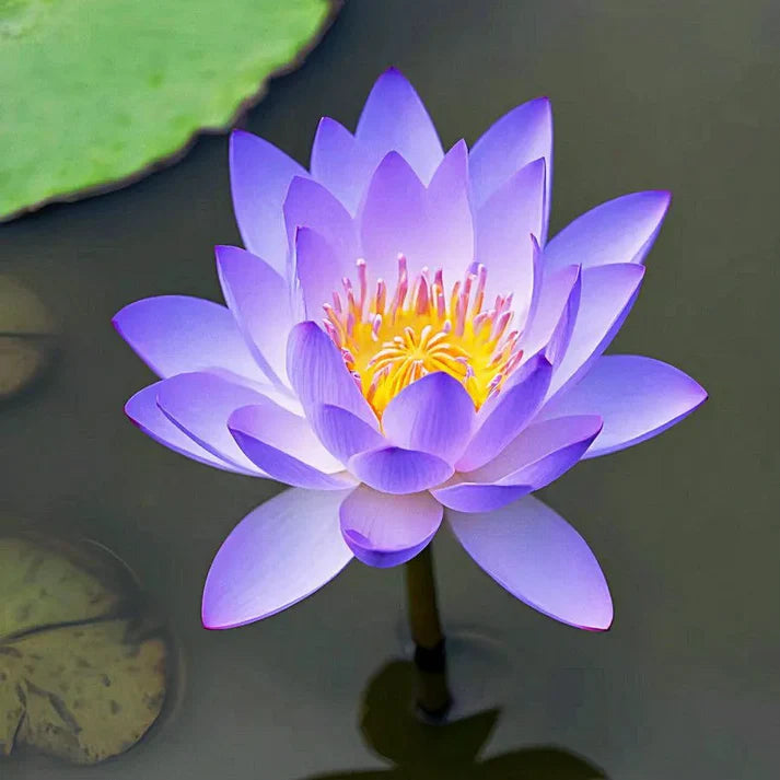 🌸 Premium Japanese Bonsai Lotus Seeds - High Fragrance